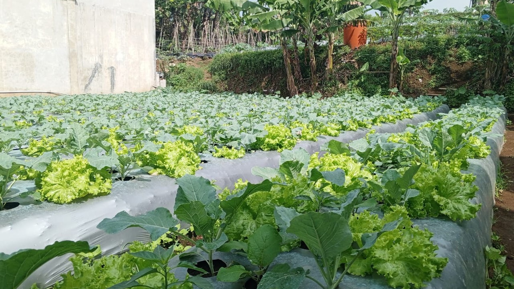 Tanah strategis untuk usaha di Mainroad Cikole Tangkuban Parahu