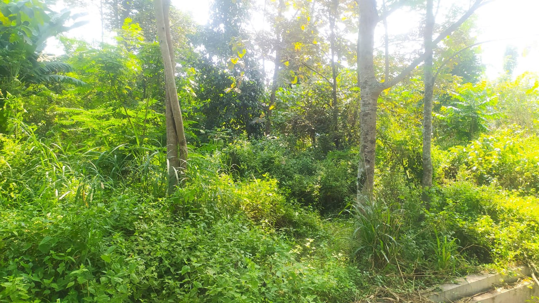 Tanah Pekarangan Luas 2100 Meter Persegi Lokasi Jalan Raya Selomartani, Kalasan