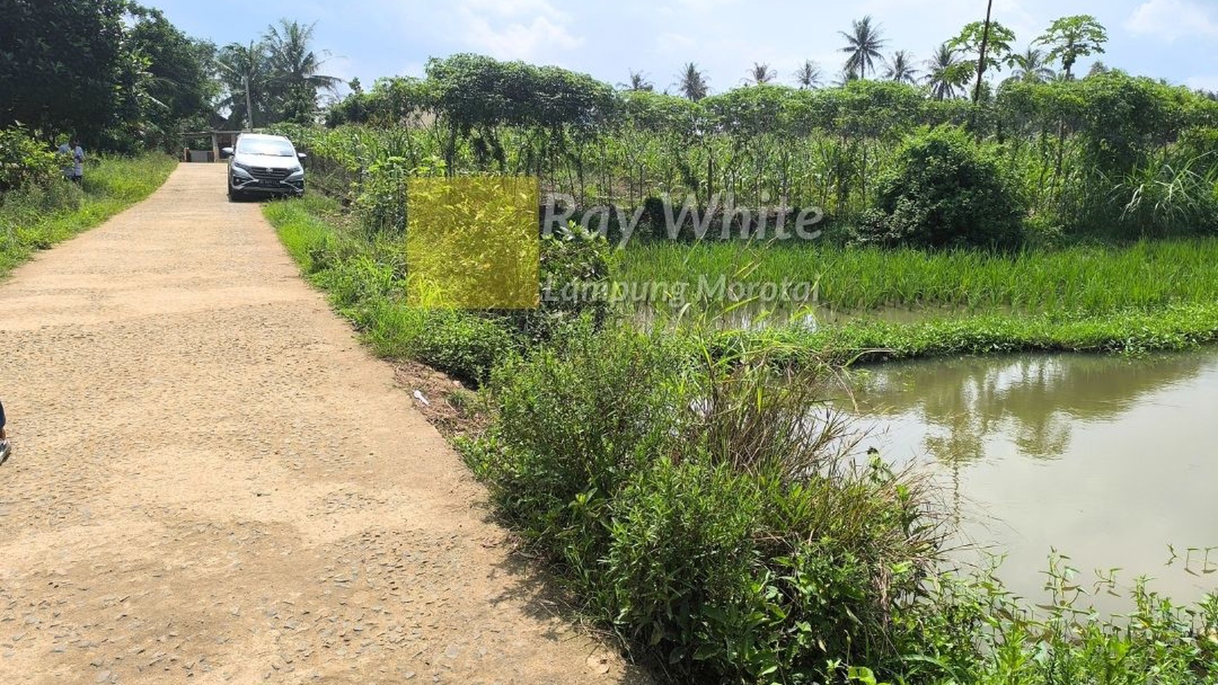 Dijual tanah sawah produktif lokasi desa kalisari merak batin lampung selatan