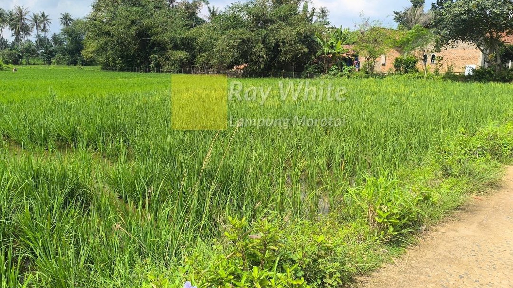 Dijual tanah sawah produktif lokasi desa kalisari merak batin lampung selatan