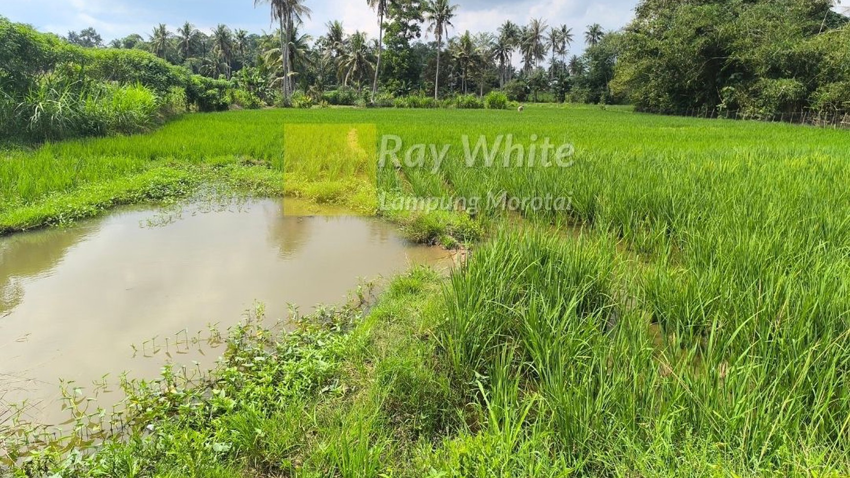 Dijual tanah sawah produktif lokasi desa kalisari merak batin lampung selatan