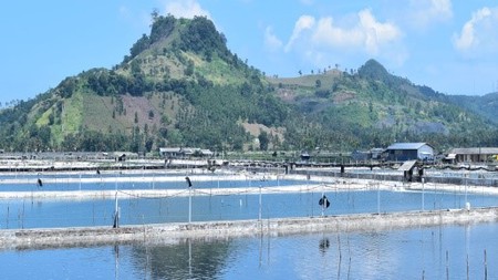 Dijual Tanah Tambak  pantai Bakauheni