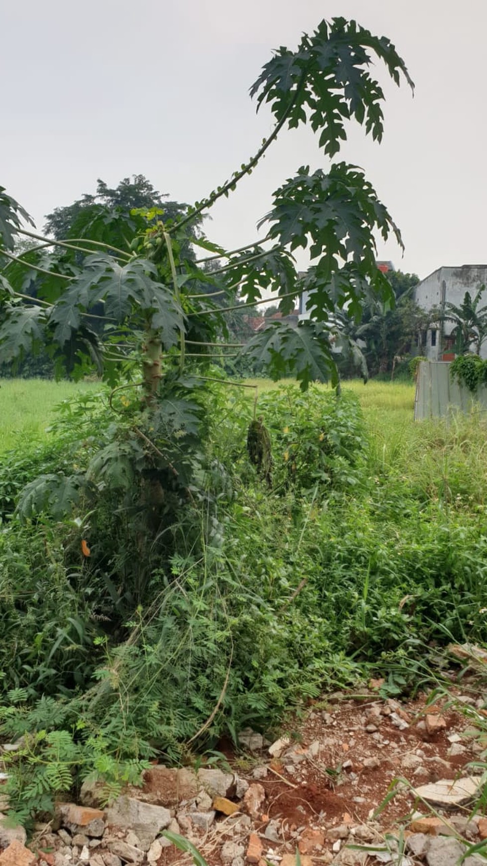 Tanah Komersial Pinggir Jalan Raya Cocok untuk Gudang atau Pabrik