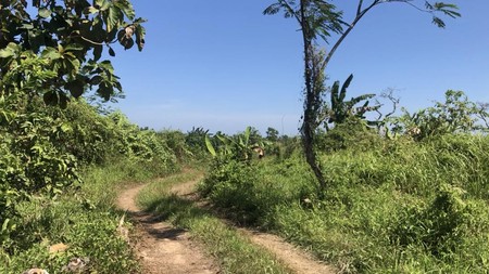 Tanah Kavling 150 Hektar Bisa Diperluas di Cibaliung Pandeglang Banten