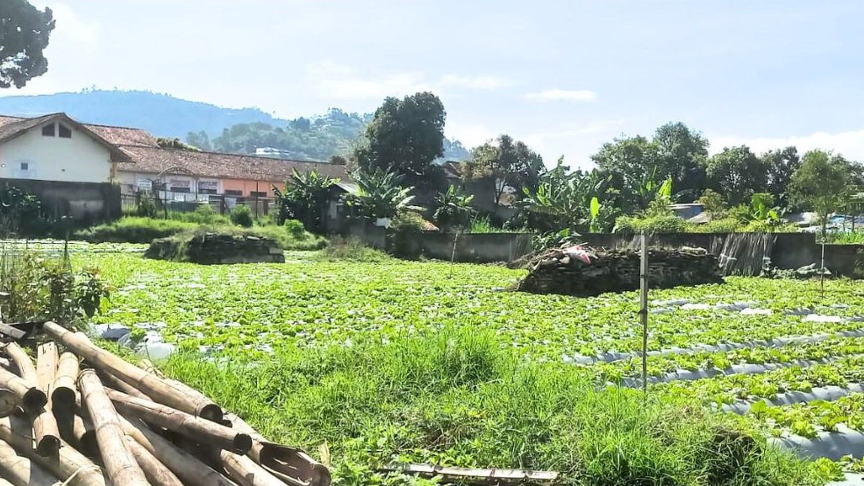 Land For Sale In Location Lembang, Bandung, Jawa Barat.