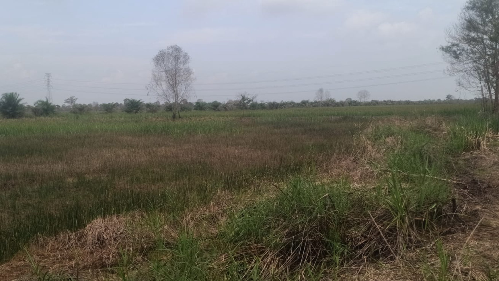 Tanah dijual cepat di jl Palembang Betung KM-20 Indralaya