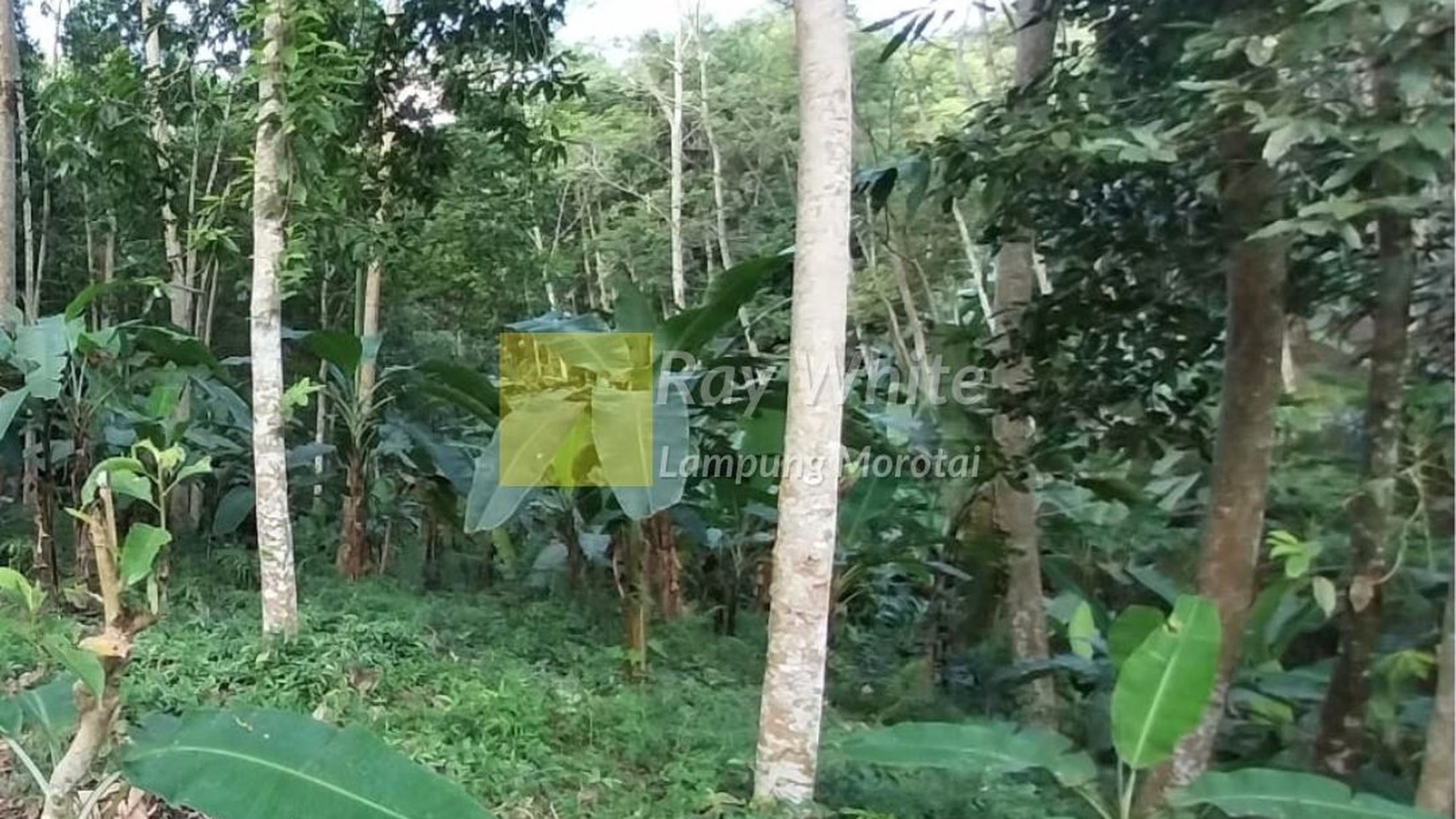 Dijual Tanah Padang Cermin Lampung Selatan