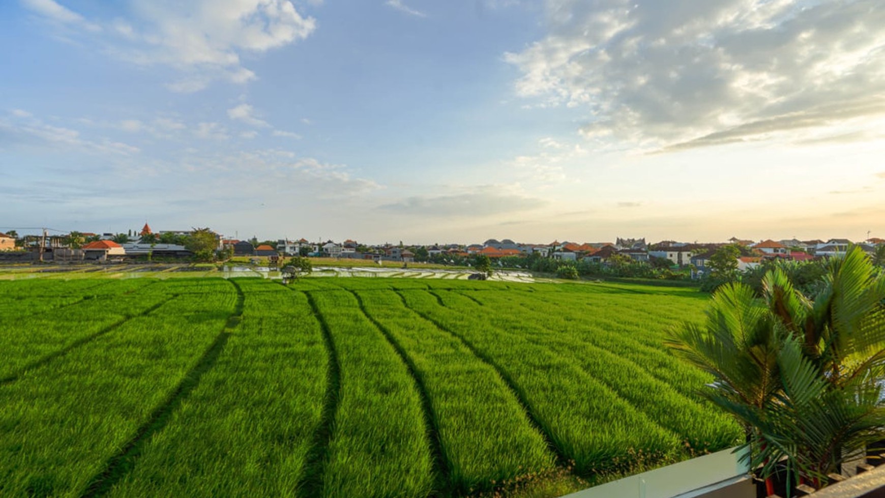 For Rent Luxury 3 Bedrooms Villa With Rice Field In Berawa Canggu