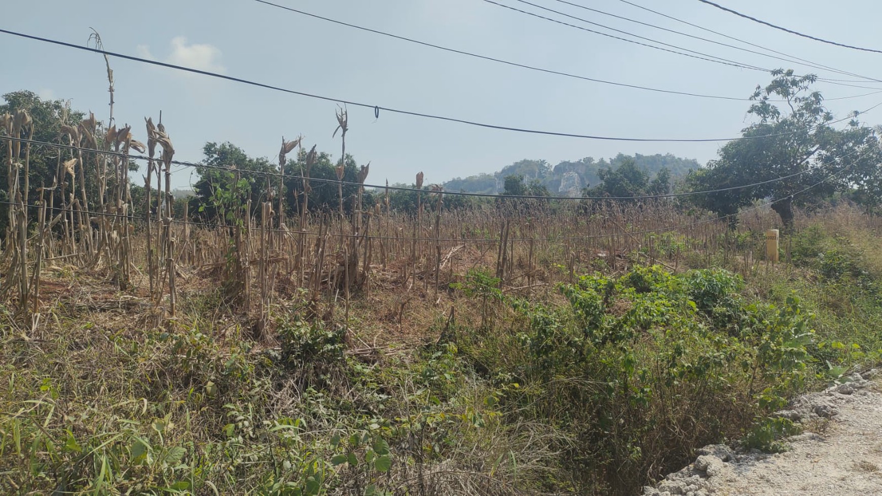 Tanah di Ujung Pangkah, Gresik SHM 31,000 m2