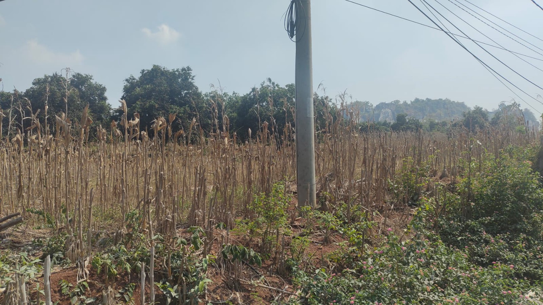 Tanah di Ujung Pangkah, Gresik SHM 31,000 m2