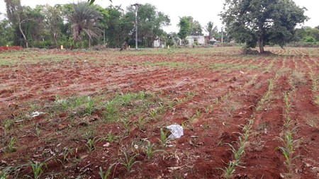 Tanah di Ujung Pangkah, Gresik SHM 31,000 m2