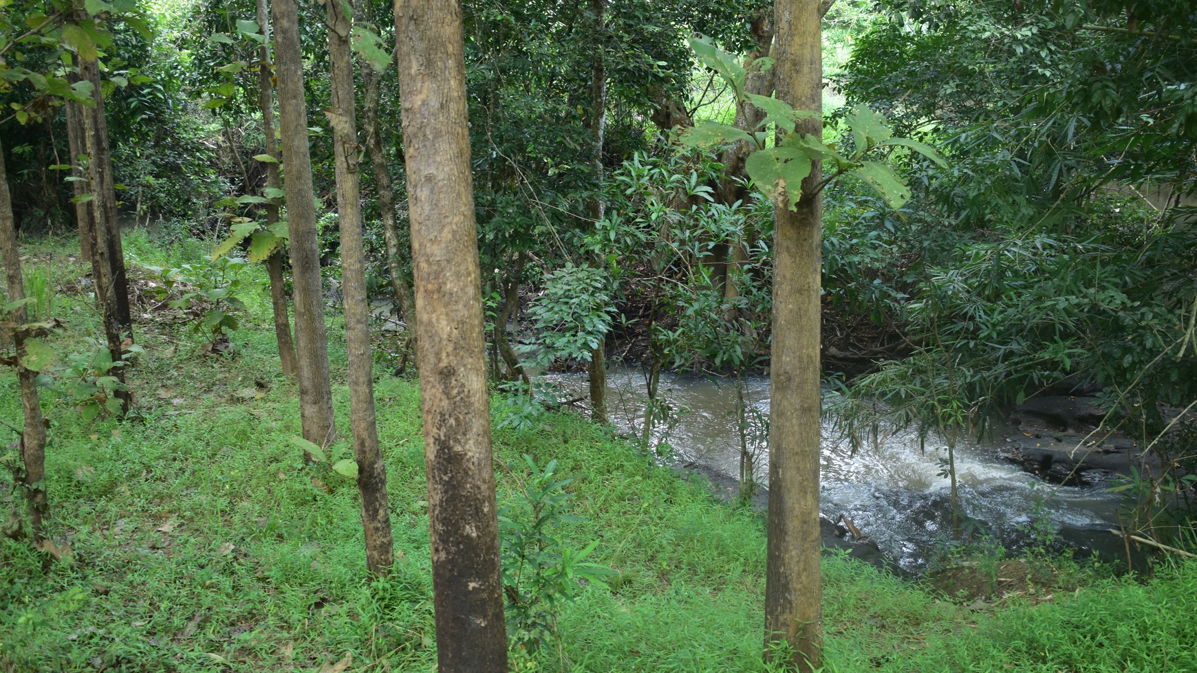 Dijual Cepat Tanah Kebun Jati Natar