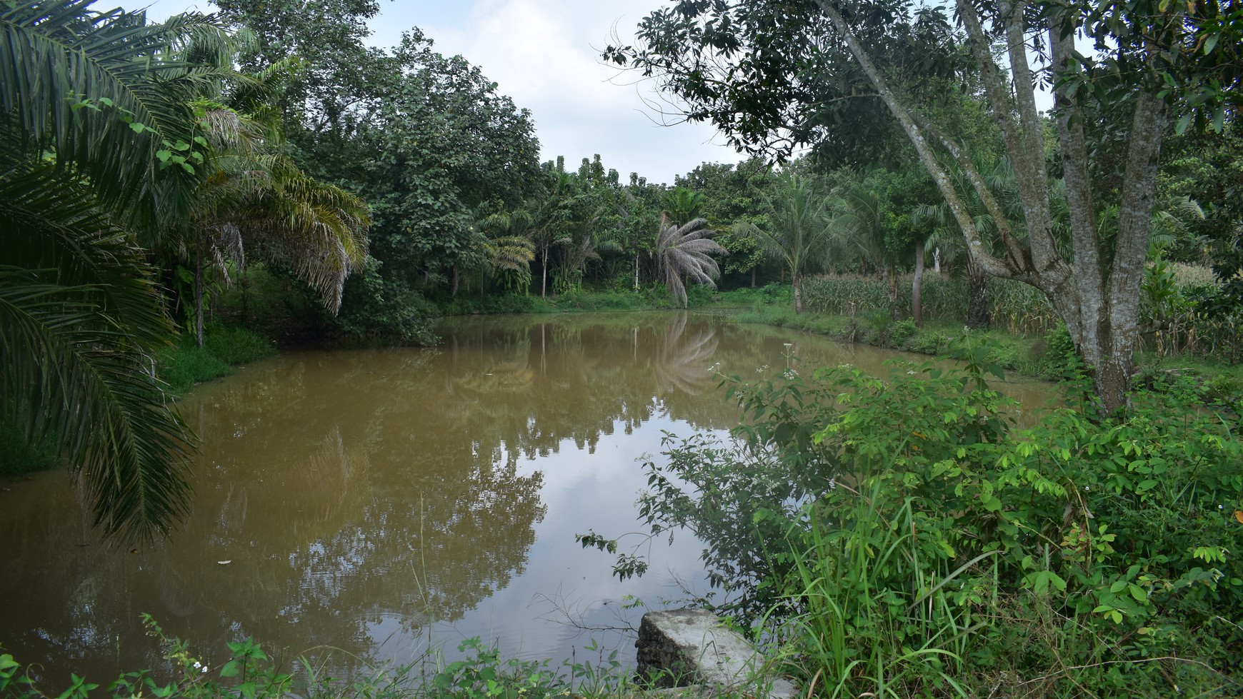 Dijual Cepat Tanah Kebun Jati Natar