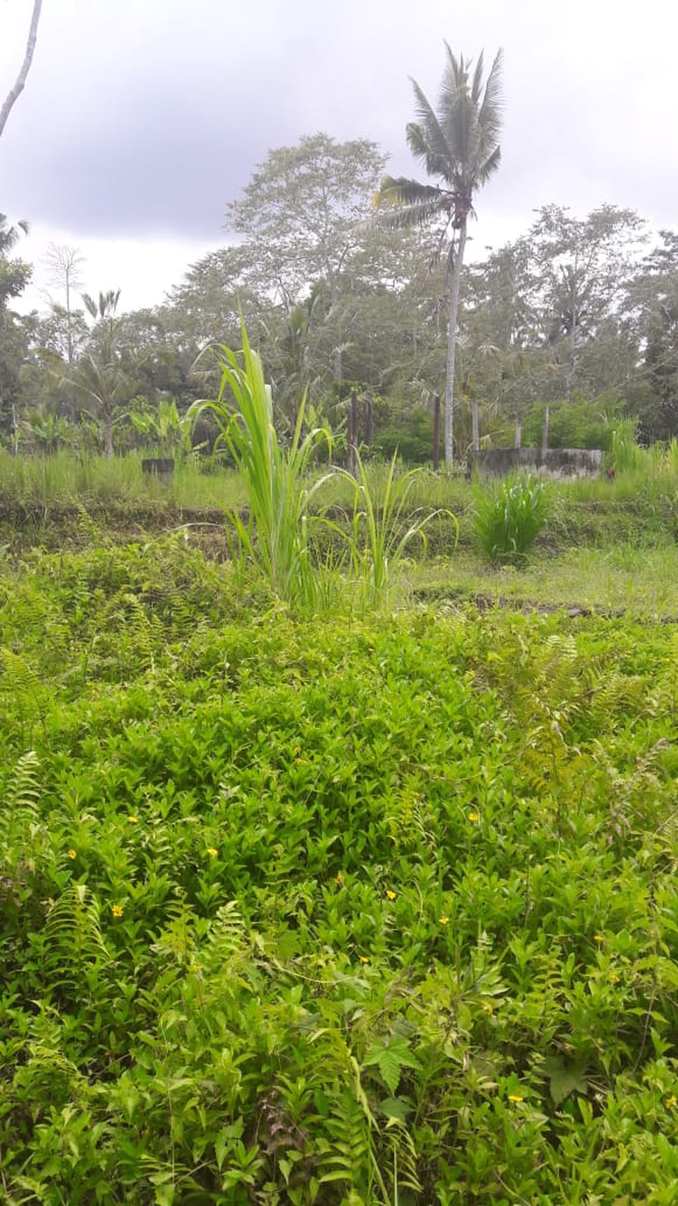 Land Freehold 5000 Sqm in great location Payangan Ubud