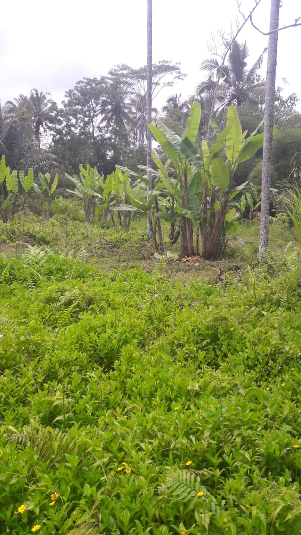 Land Freehold 5000 Sqm in great location Payangan Ubud