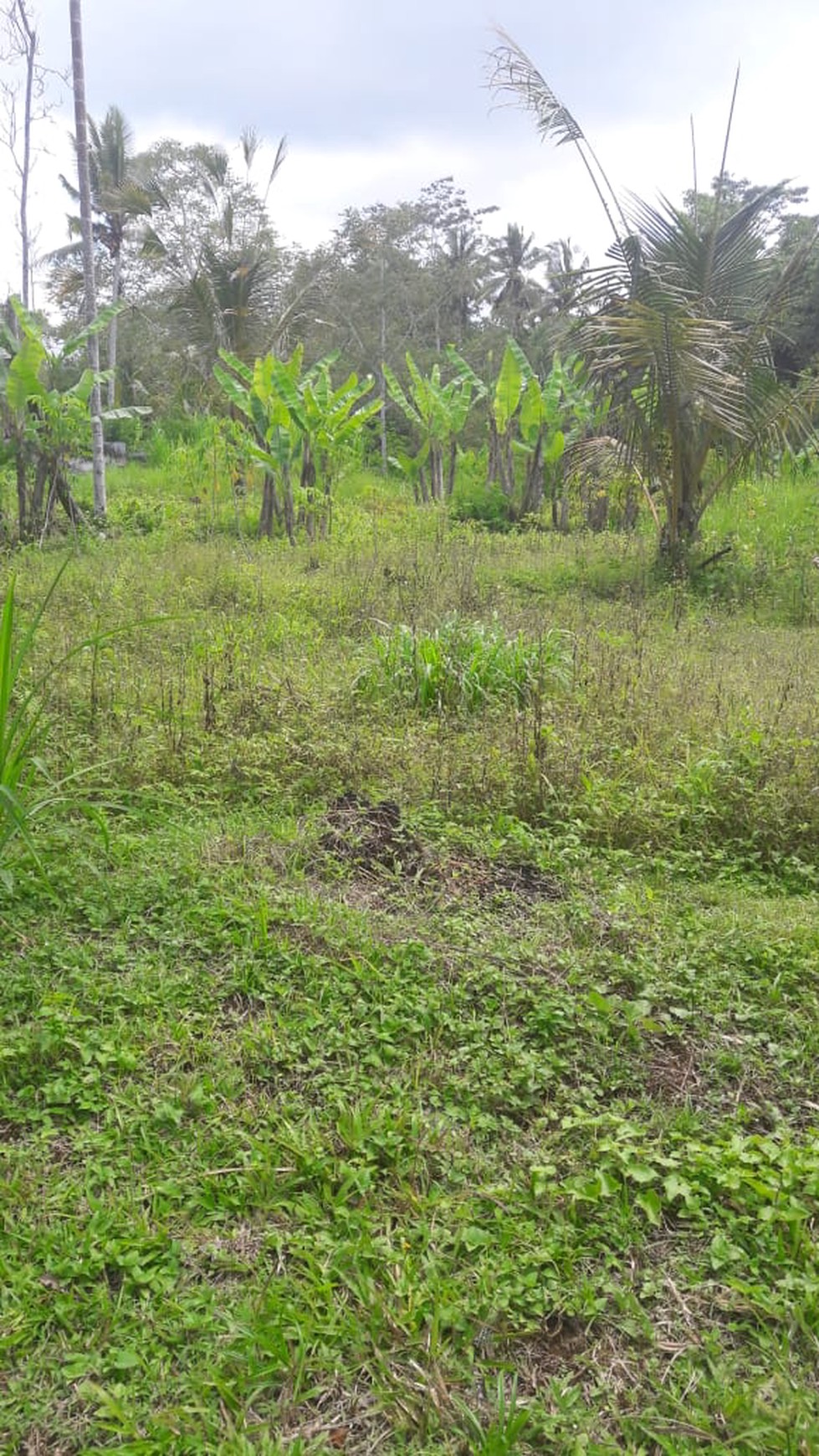 Land Freehold 5000 Sqm in great location Payangan Ubud