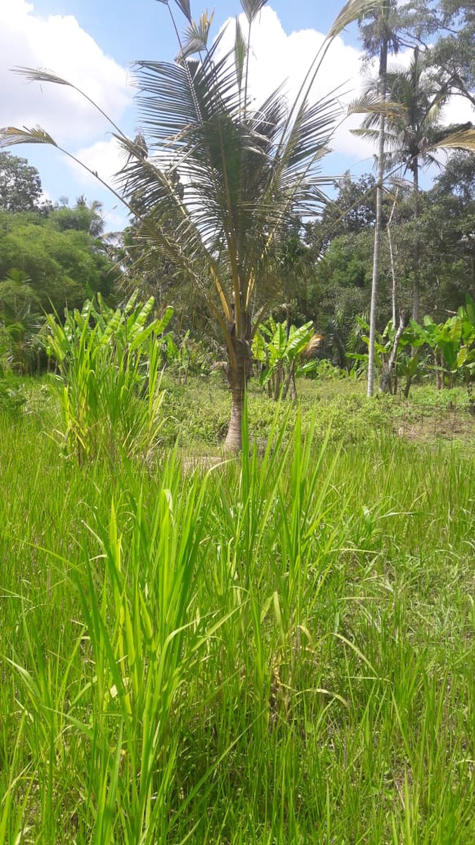 Land Freehold 5000 Sqm in great location Payangan Ubud