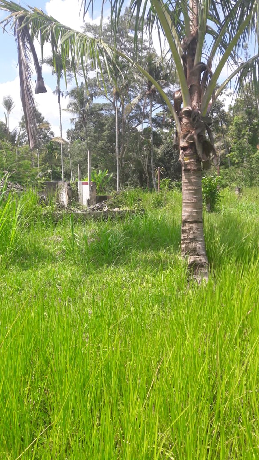 Land Freehold 5000 Sqm in great location Payangan Ubud