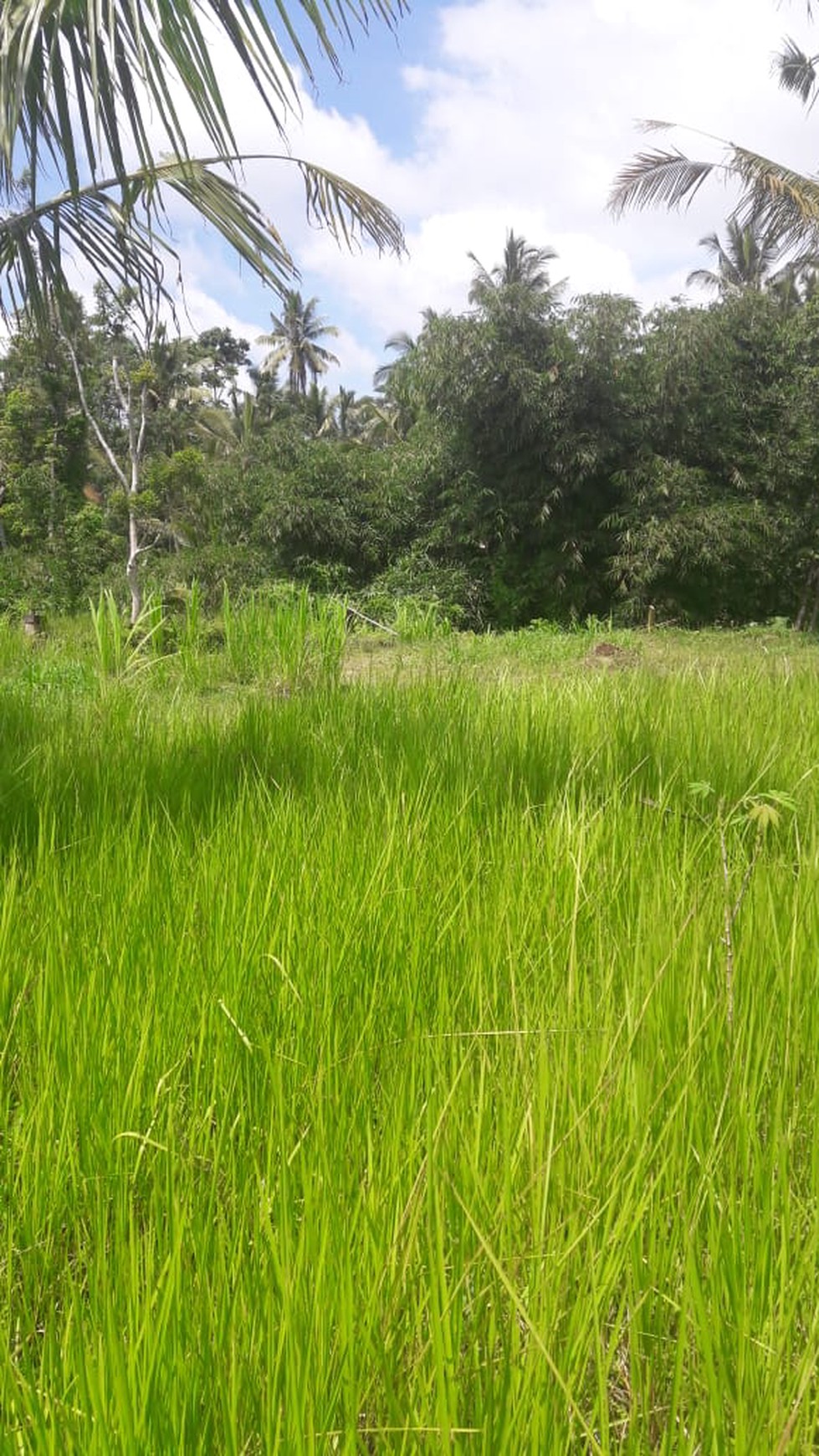 Land Freehold 5000 Sqm in great location Payangan Ubud