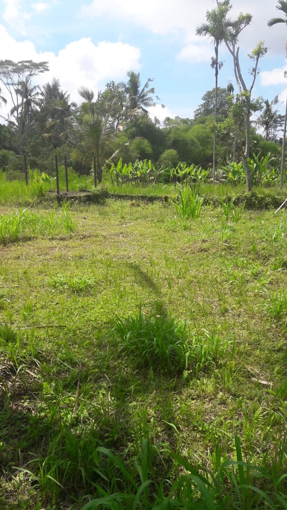 Land Freehold 5000 Sqm in great location Payangan Ubud