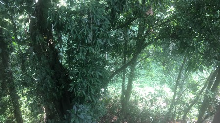 Riverside Commercial Land close to Canggu for Villas & Spa Resort