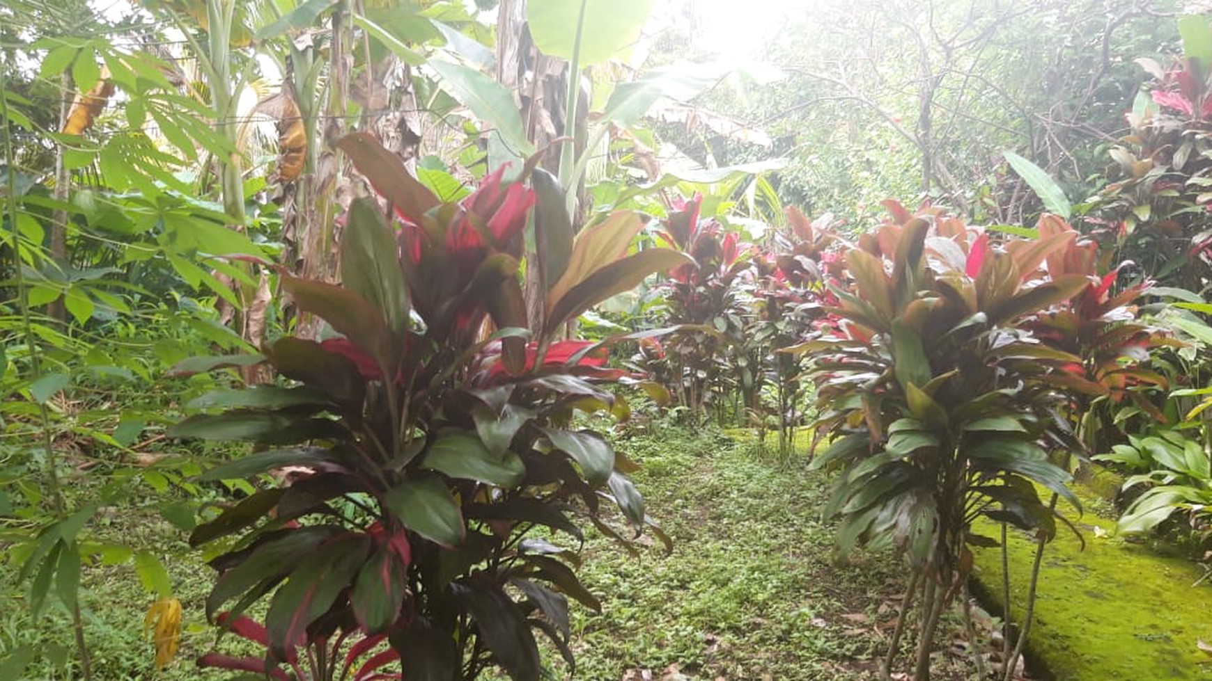 Traditional  Villa Freehold in Ubud with big Garden