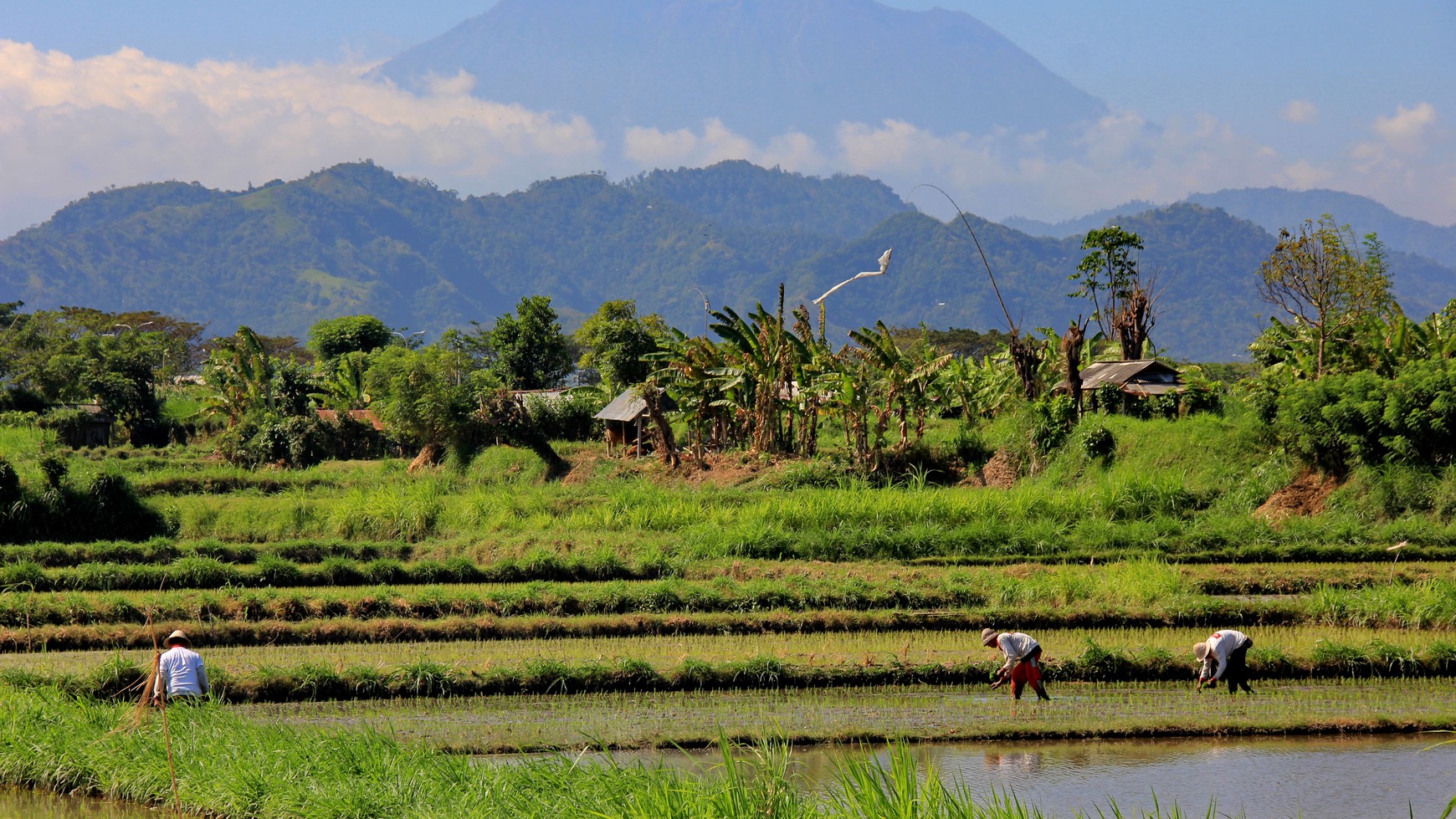 Land Freehold 9800 Sqm In Klungkung Klotok