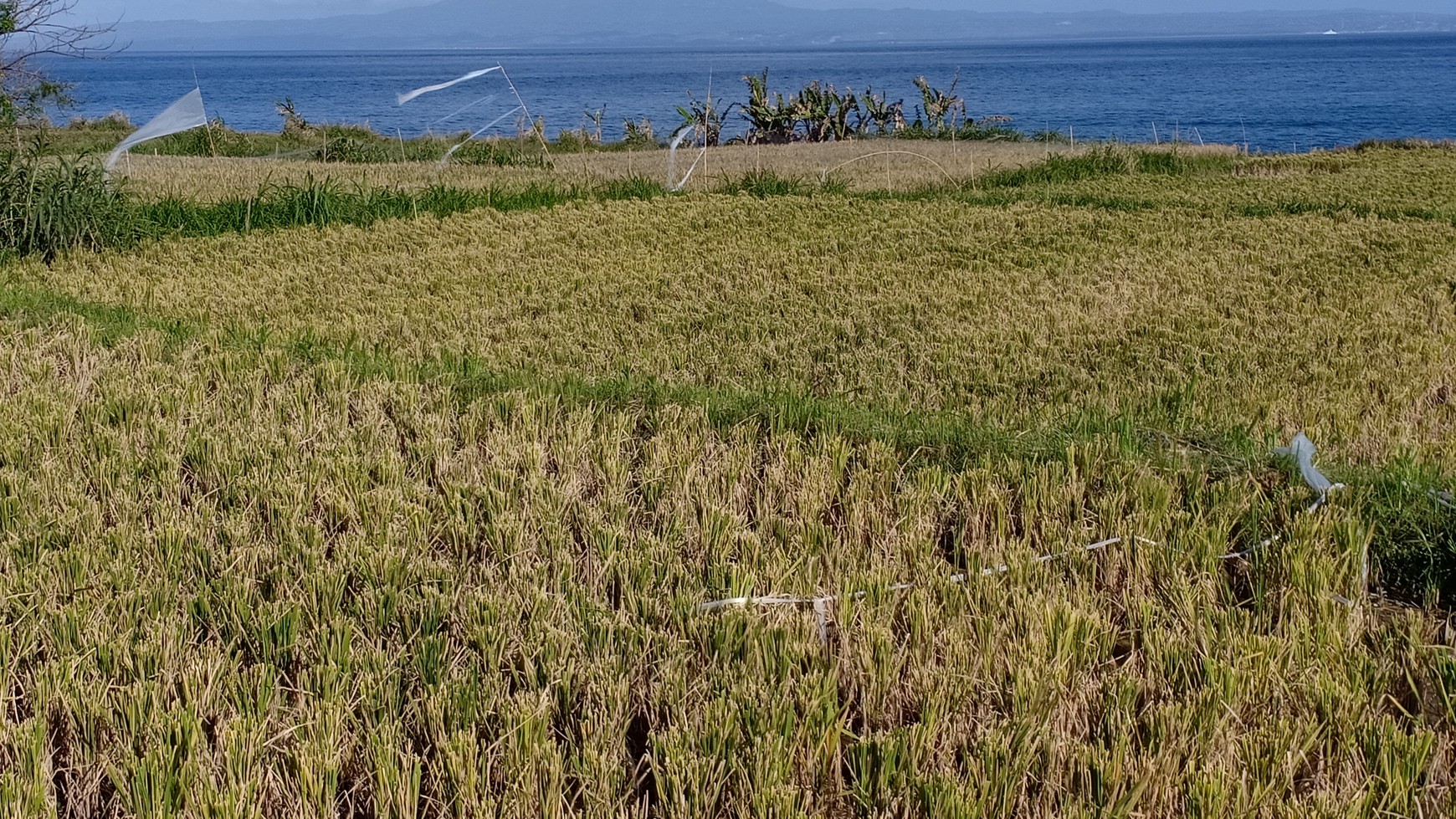 Land Freehold 9800 Sqm In Klungkung Klotok Bali