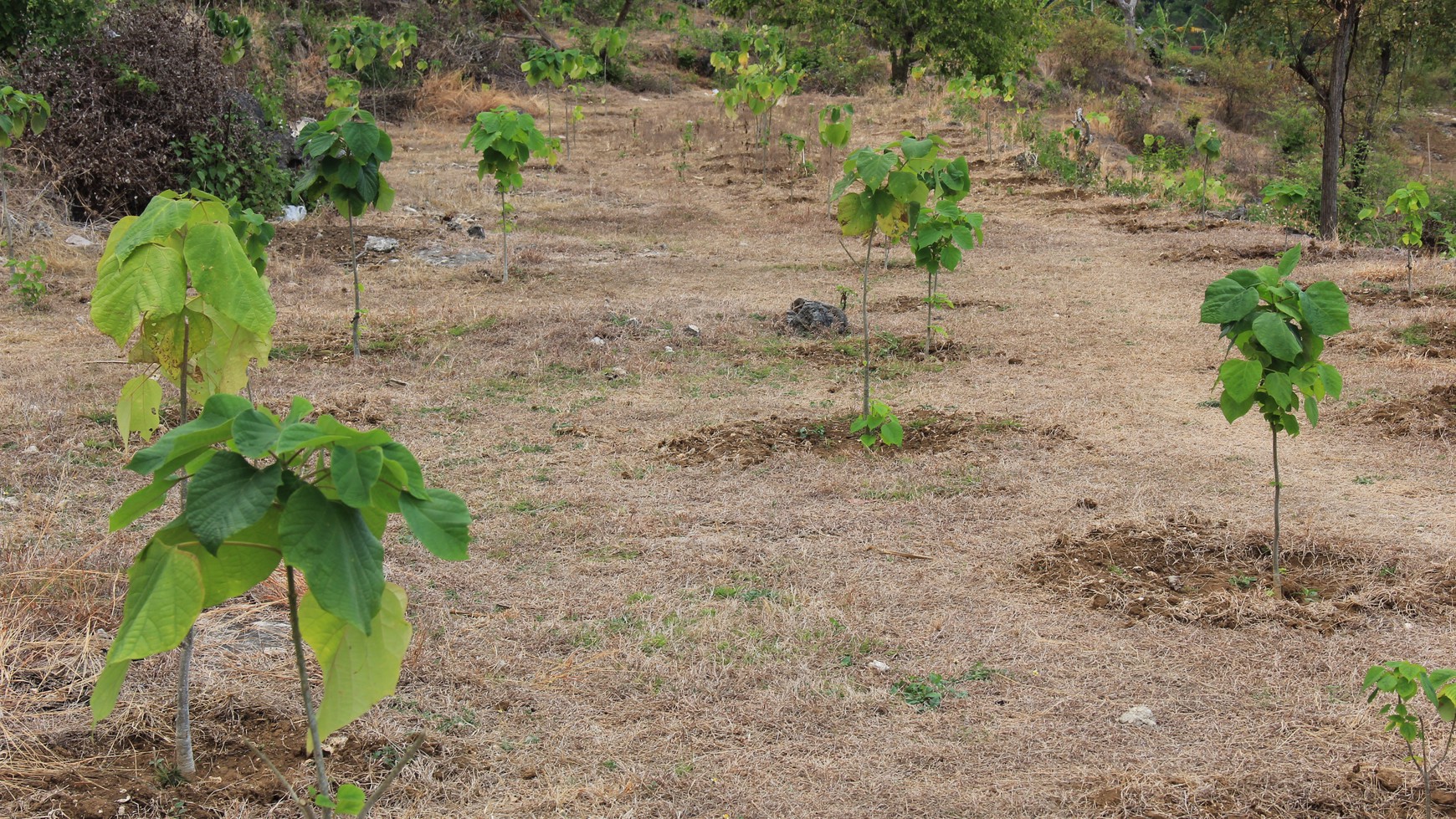 3900 Sqm Freehold Land In Toya Pakeh Nusa Penida