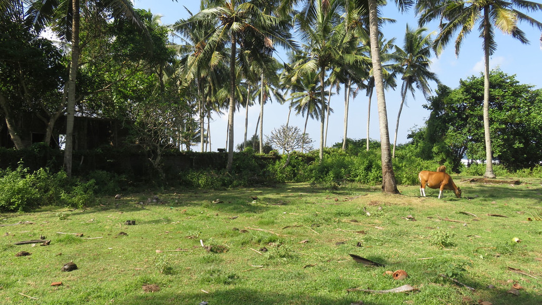 Freehold Beachfront Land (Two Units of 1420m2 & 1430m2) Pengragoan Beach in Pekutatan, West Bali