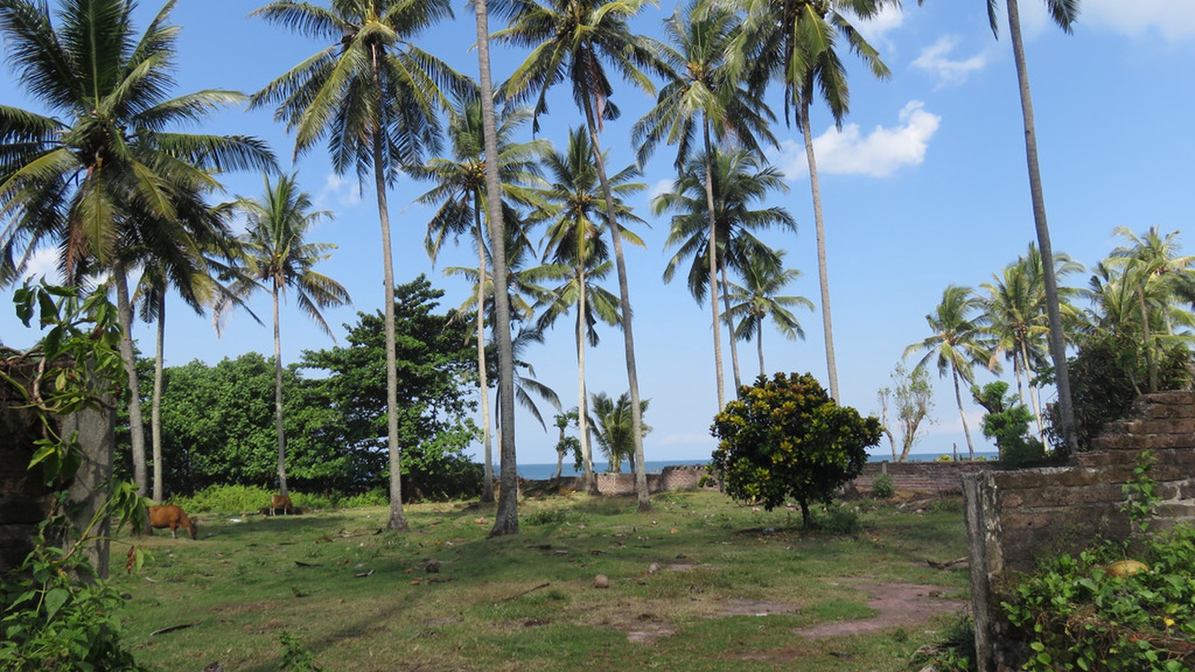 Freehold Beachfront Land (Two Units of 1420m2 & 1430m2) Pengragoan Beach in Pekutatan, West Bali