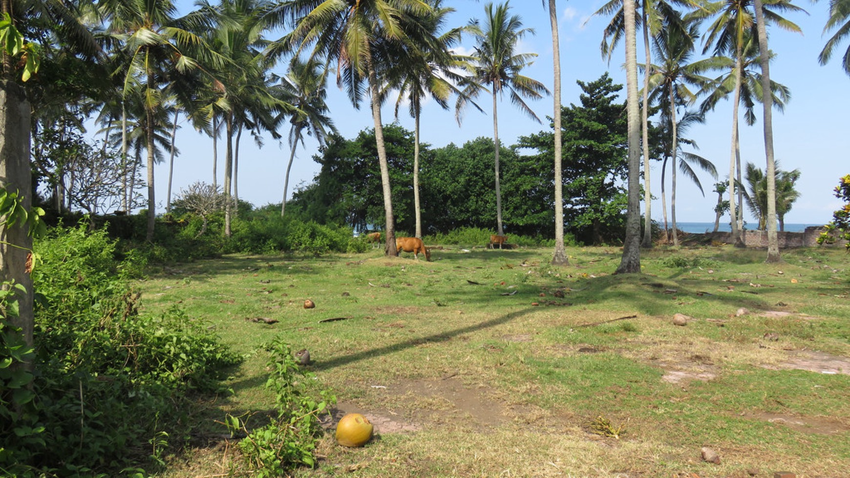 Freehold Beachfront Land (Two Units of 1420m2 & 1430m2) Pengragoan Beach in Pekutatan, West Bali