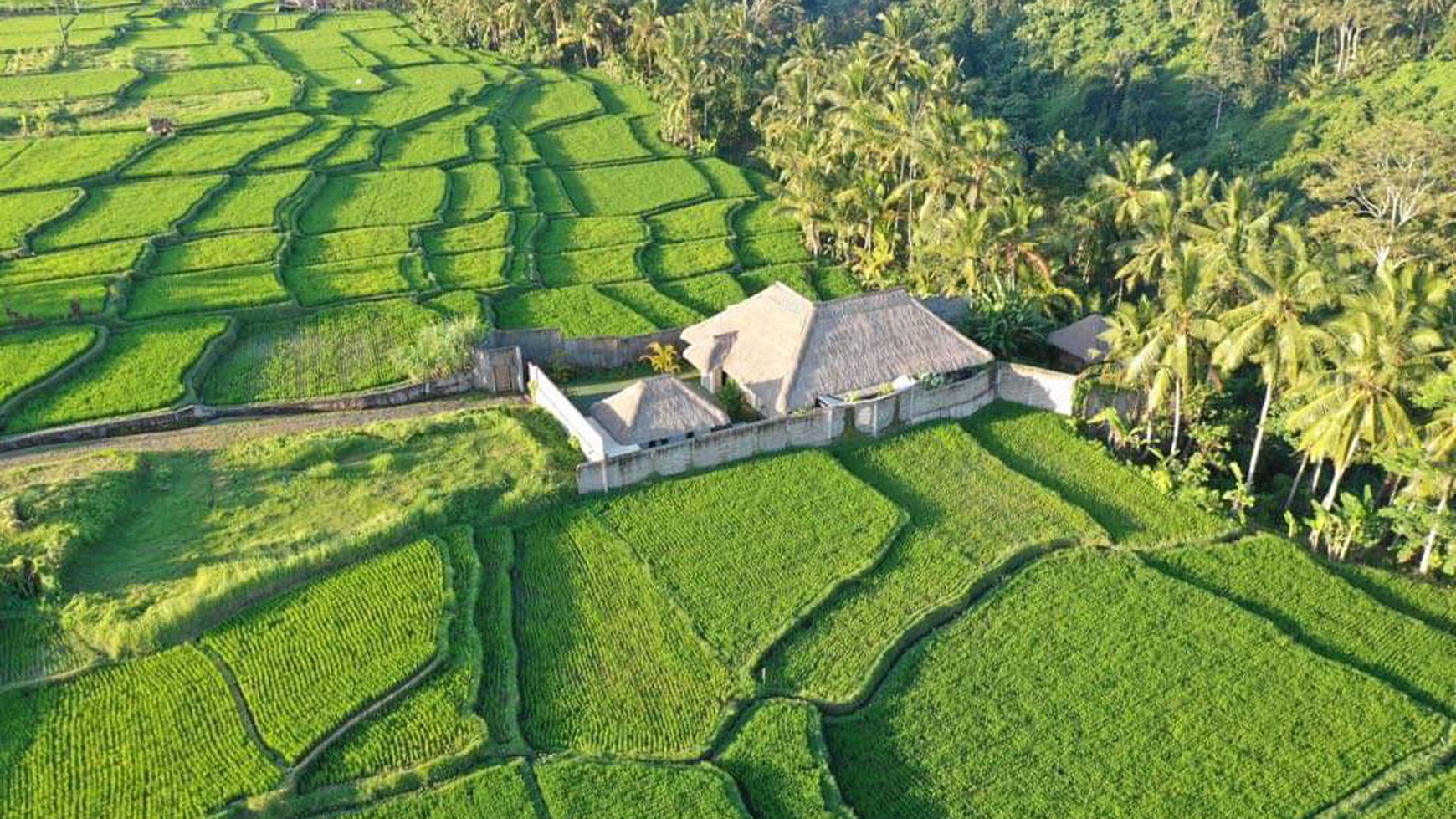 Villa Leasehold 2500 Sqm in Petulu Ubud