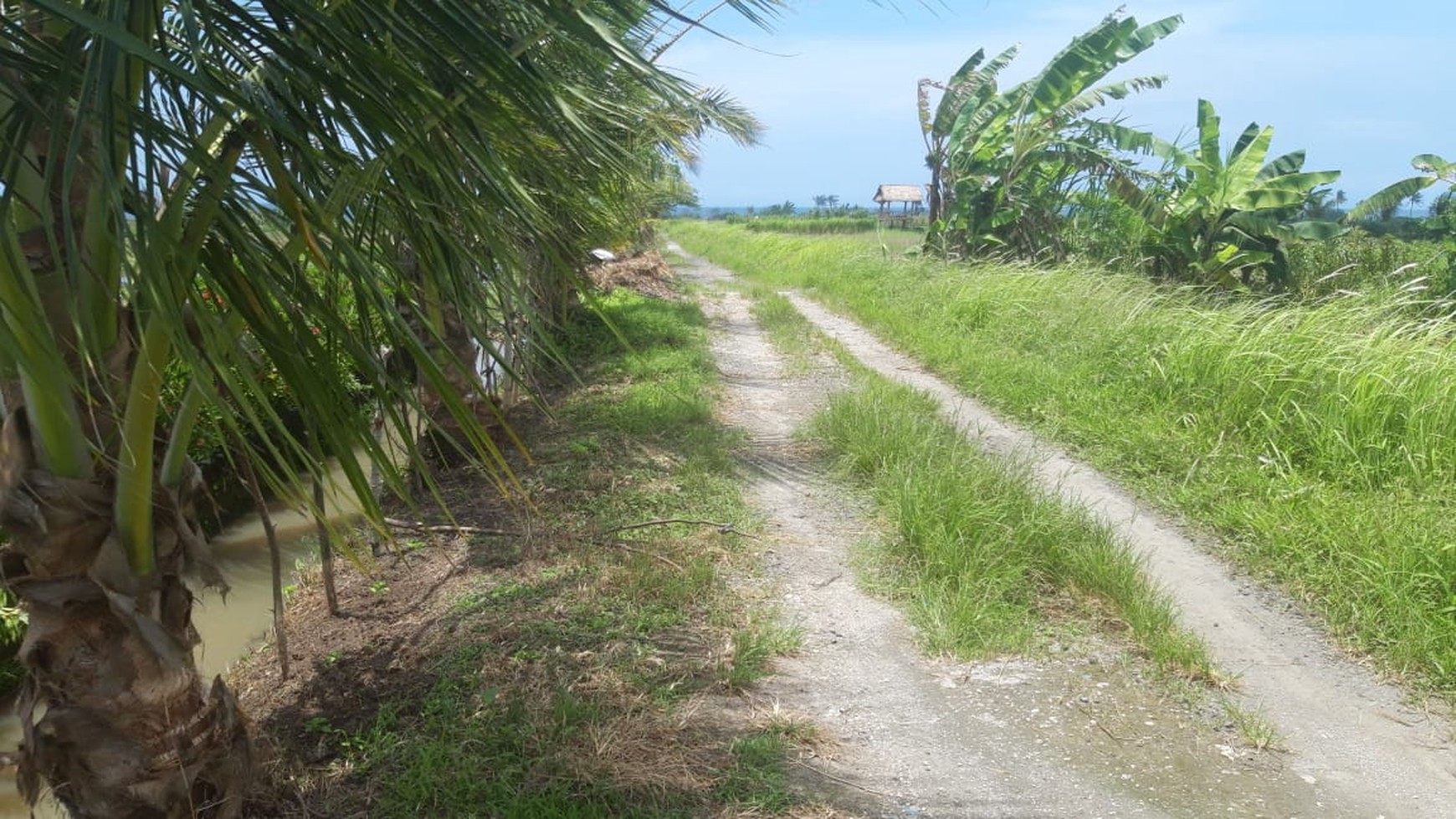 Land 4370 sqm Rice field View in Great Location Pasut Tabanan