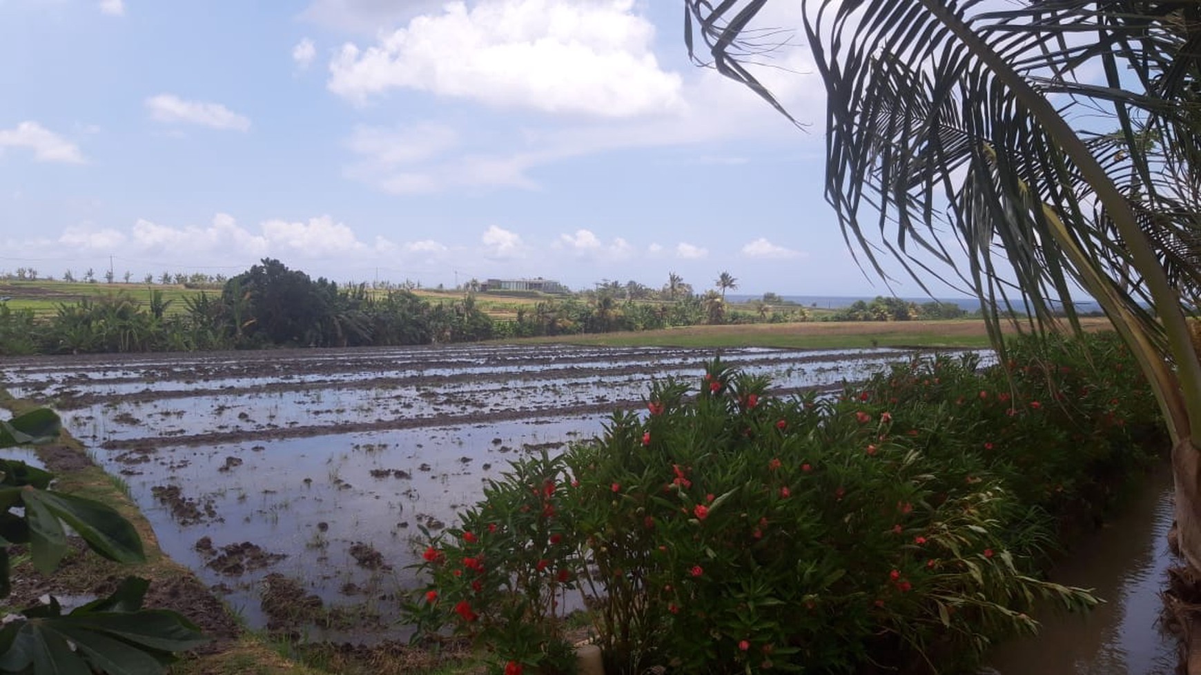 Land 4370 sqm Rice field View in Great Location Pasut Tabanan