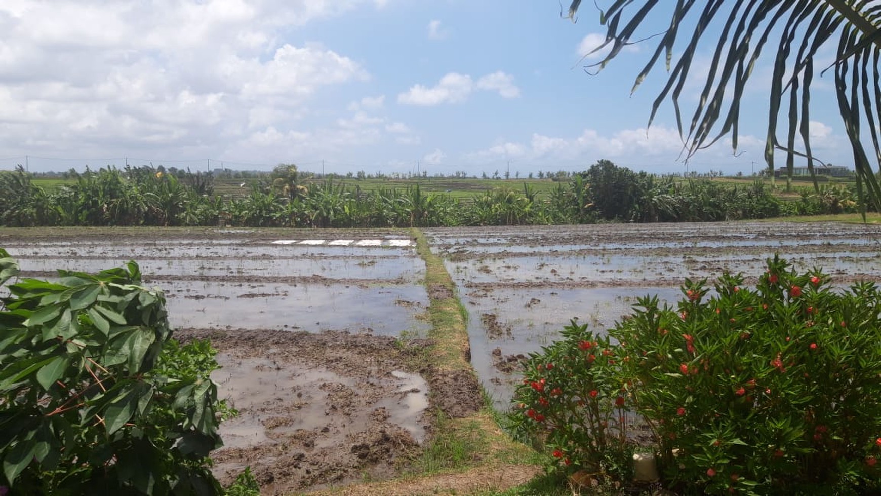 Land 4370 sqm Rice field View in Great Location Pasut Tabanan