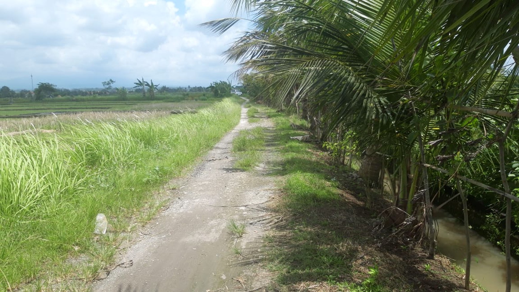 Land 4370 sqm Rice field View in Great Location Pasut Tabanan