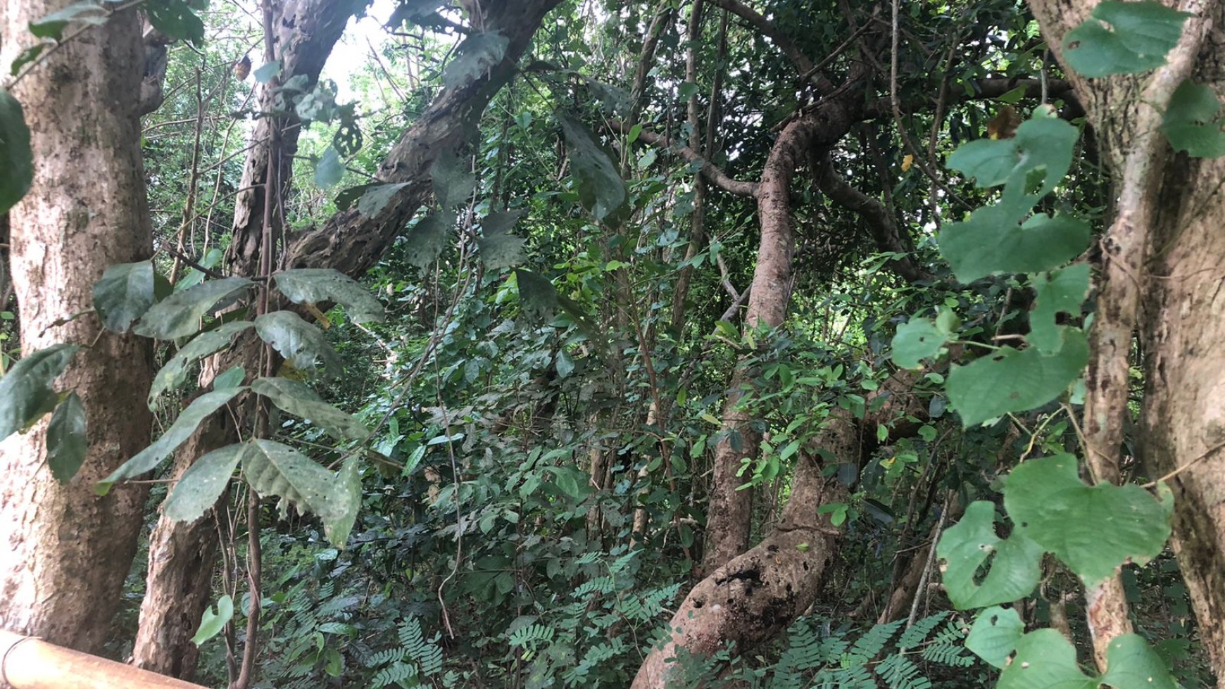 Freehold 9550 Sqm in Great Location Sawangan Nusa Dua Bali