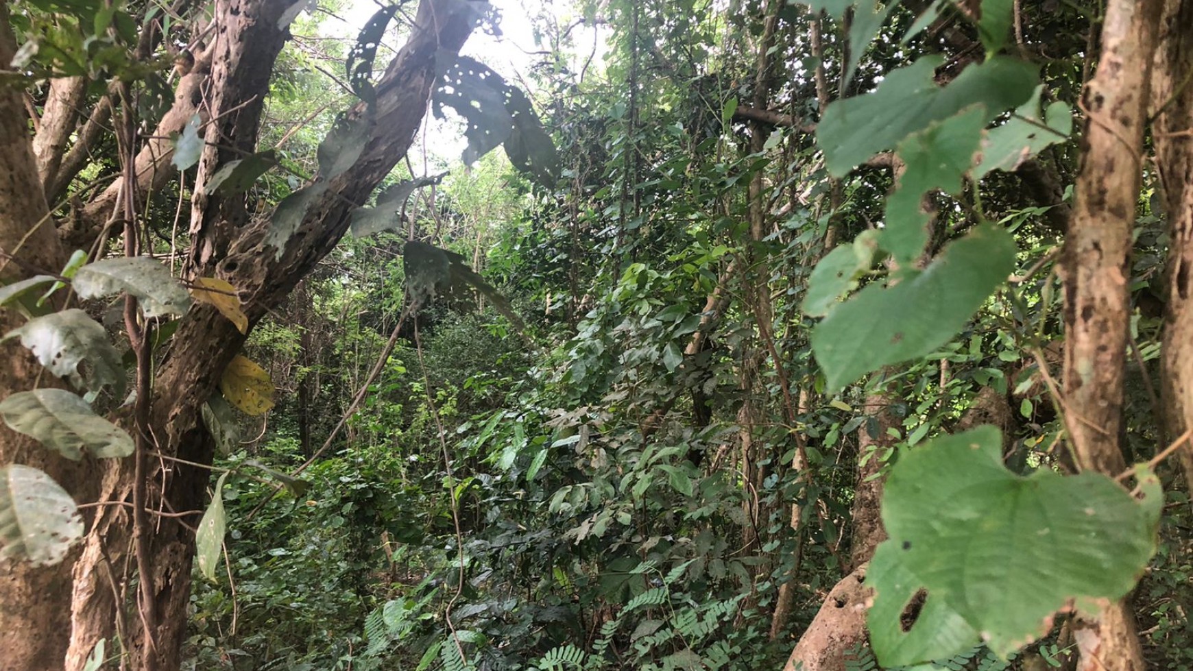 Freehold 9550 Sqm in Great Location Sawangan Nusa Dua Bali