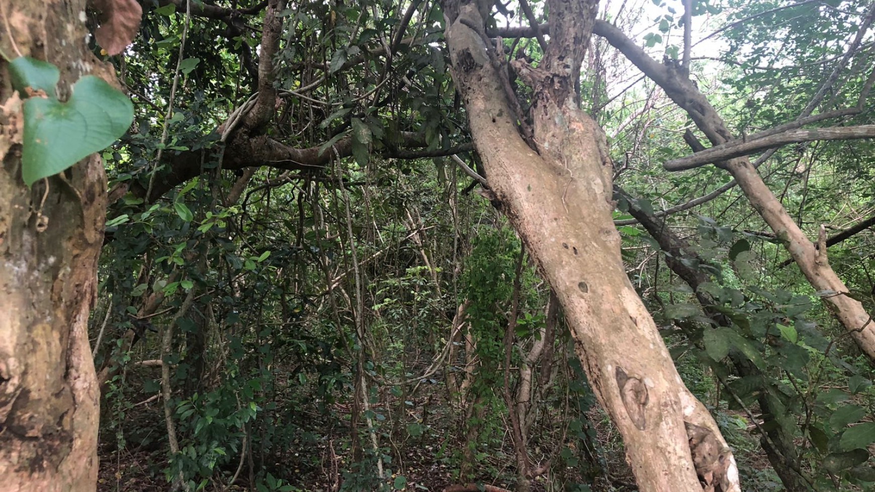 Freehold 9550 Sqm in Great Location Sawangan Nusa Dua Bali