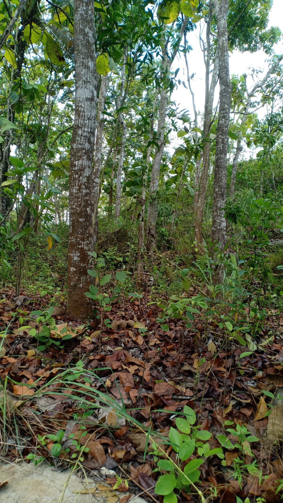 Tanah Luas 12.320 Meter Persegi Lokasi Gunung Krambil Ponjong Gunung Kidul 