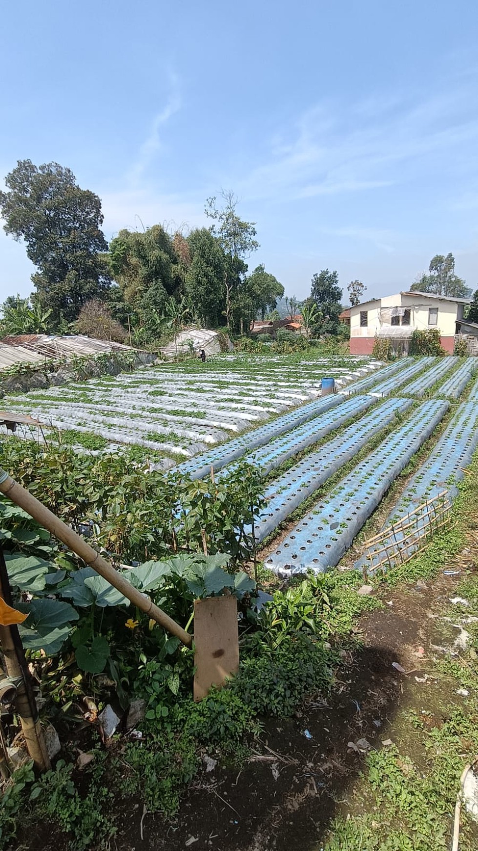 Tanah Siap Bangun di Area Lembang