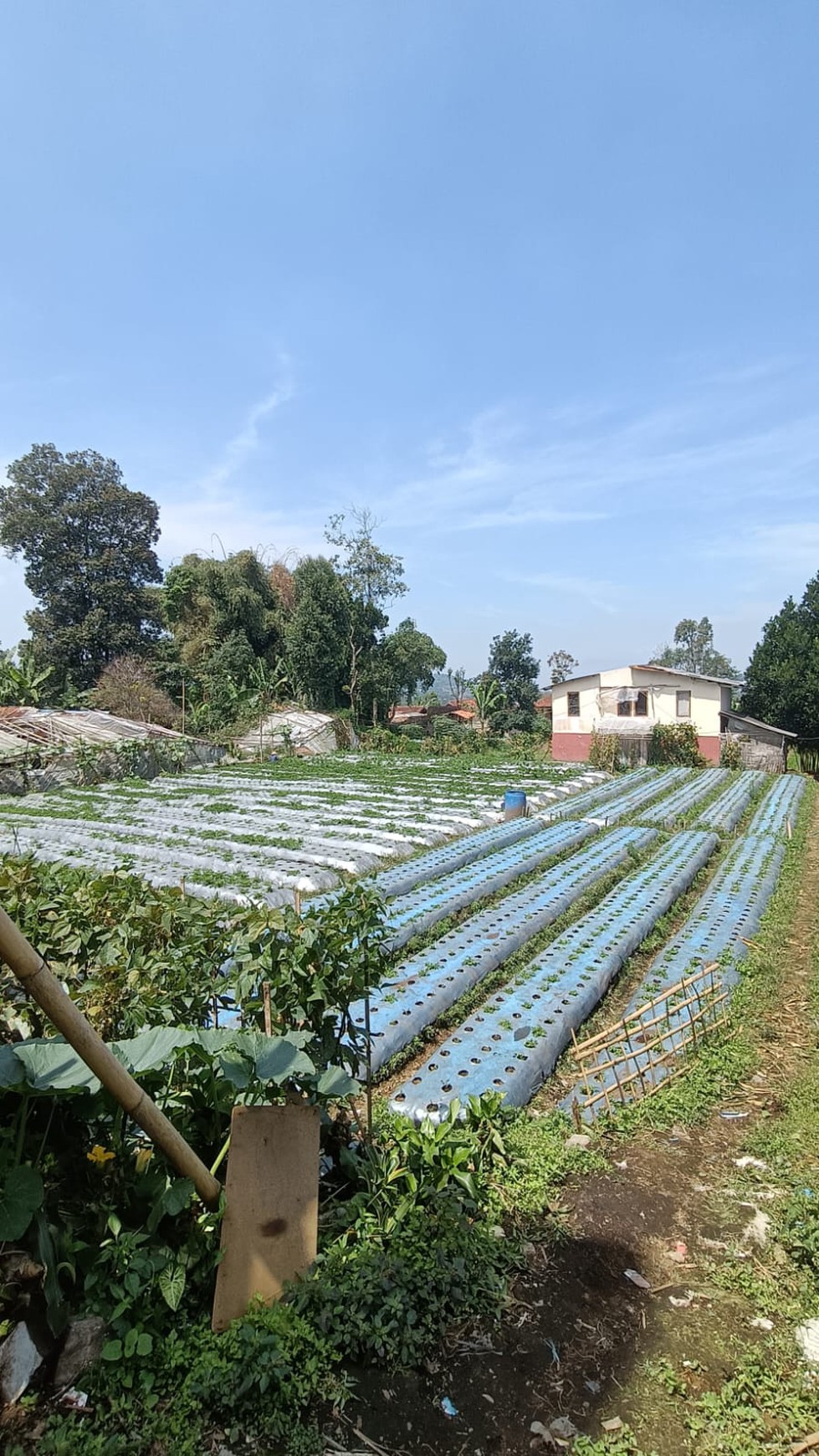 Tanah Siap Bangun di Area Lembang