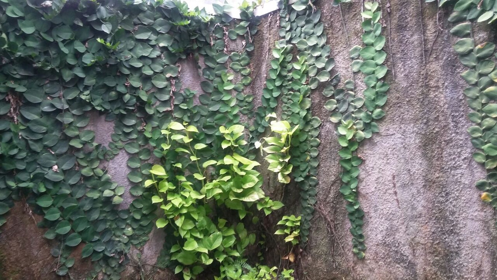 Rumah Minimalis,Bagus  di Pomdok Ranji