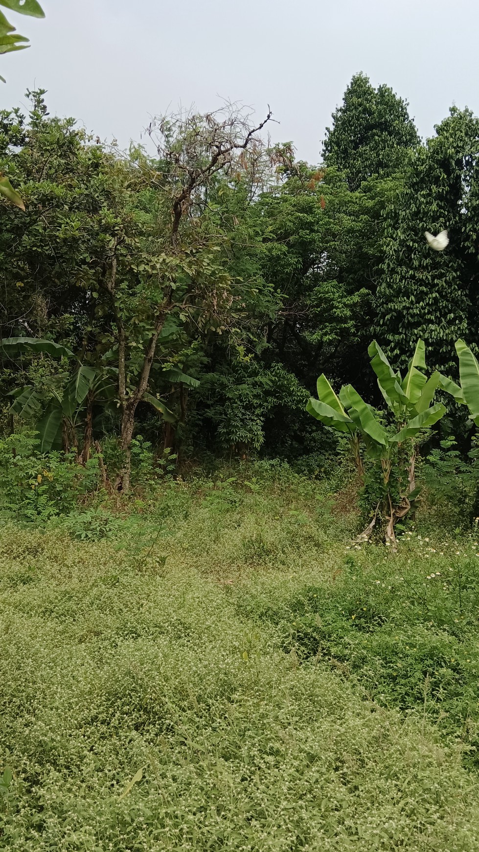 Tanah Jatibening Baru, Pondok Gede, Bekasi