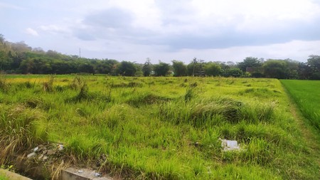 Tanah Luas 7330 Meter Persegi Lokasi Dekat Kampus UMY Gamping Sleman 