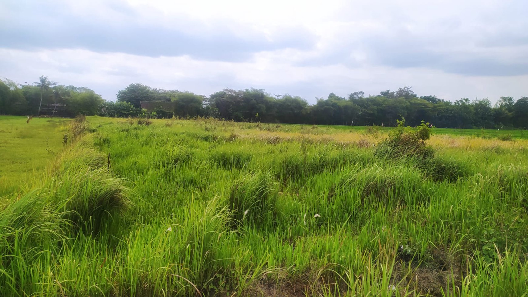 Tanah Luas 7330 Meter Persegi Lokasi Dekat Kampus UMY Gamping Sleman 