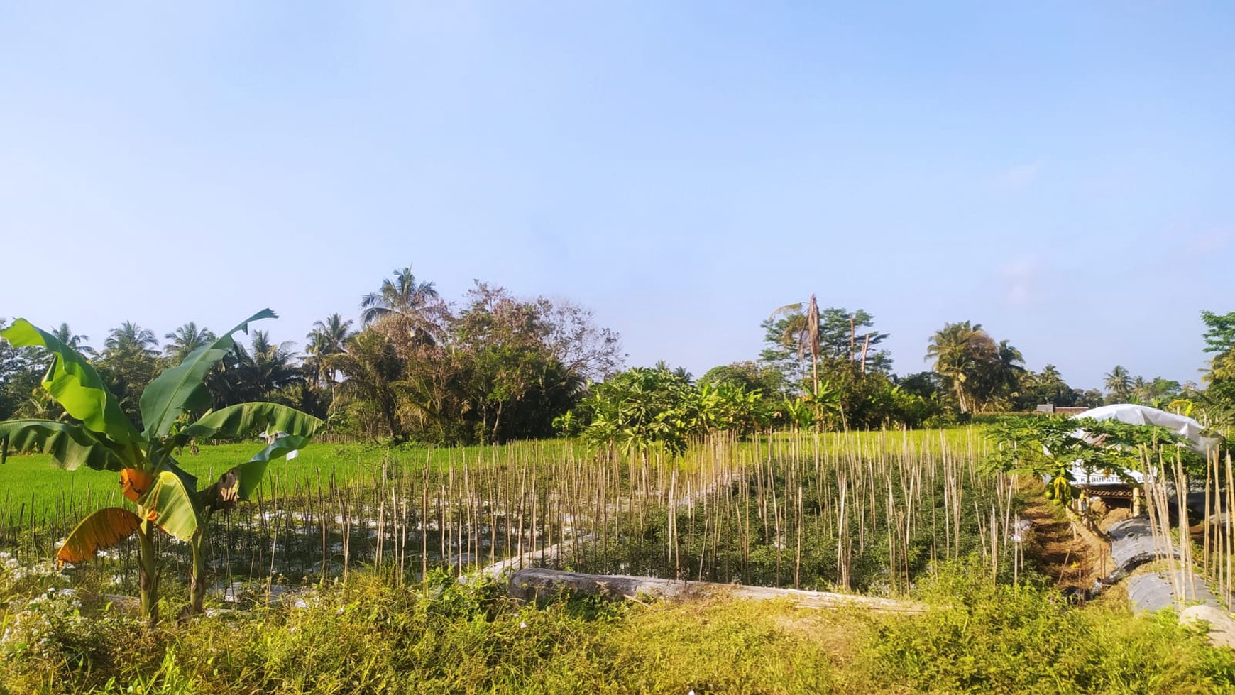 Tanah Luas 784 Meter Persegi Lokasi di Daerah Turi Sleman 