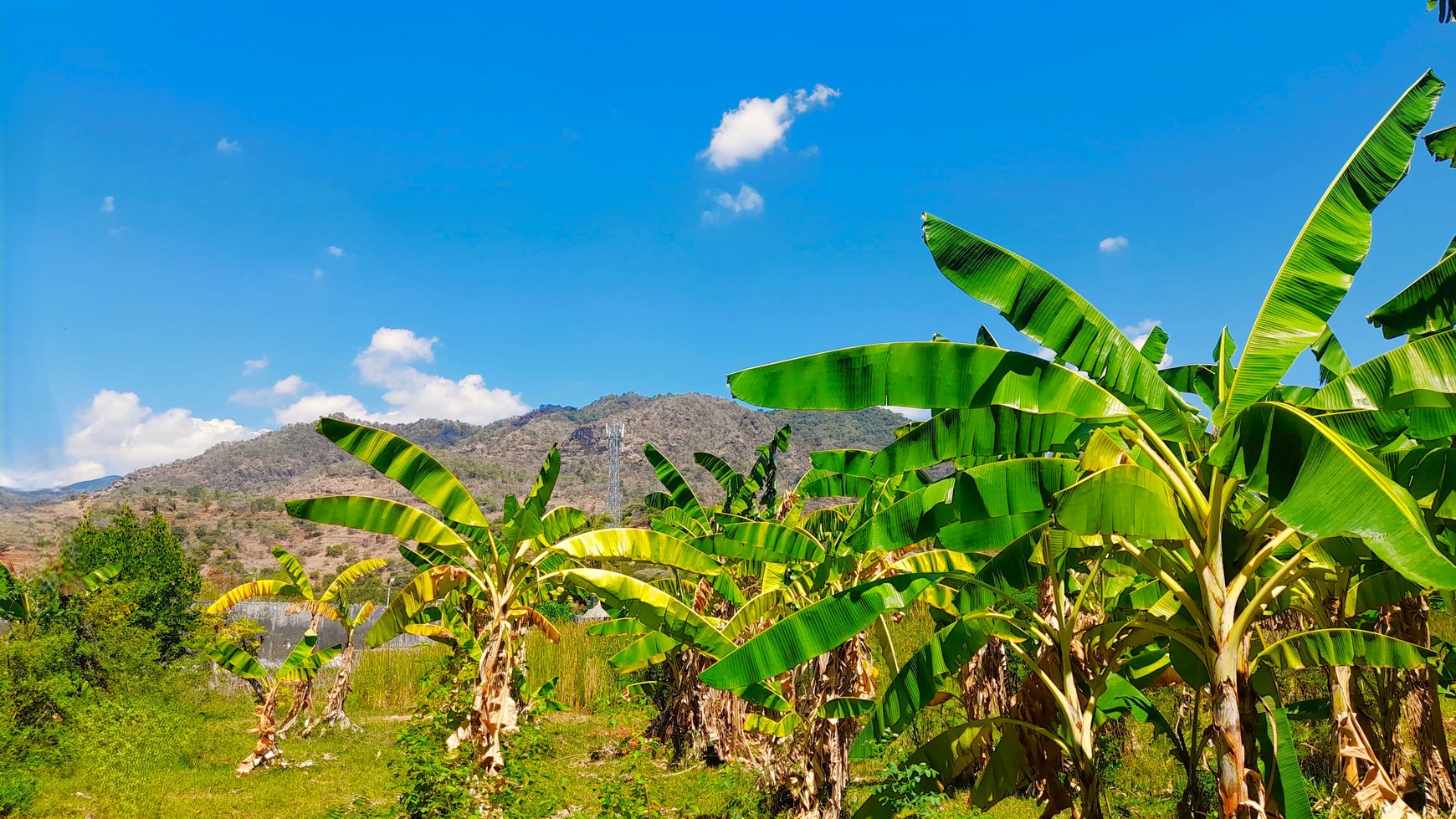 Limited Time Offer! Beach Front Land in Gerokgak Only IDR 60 mio/are