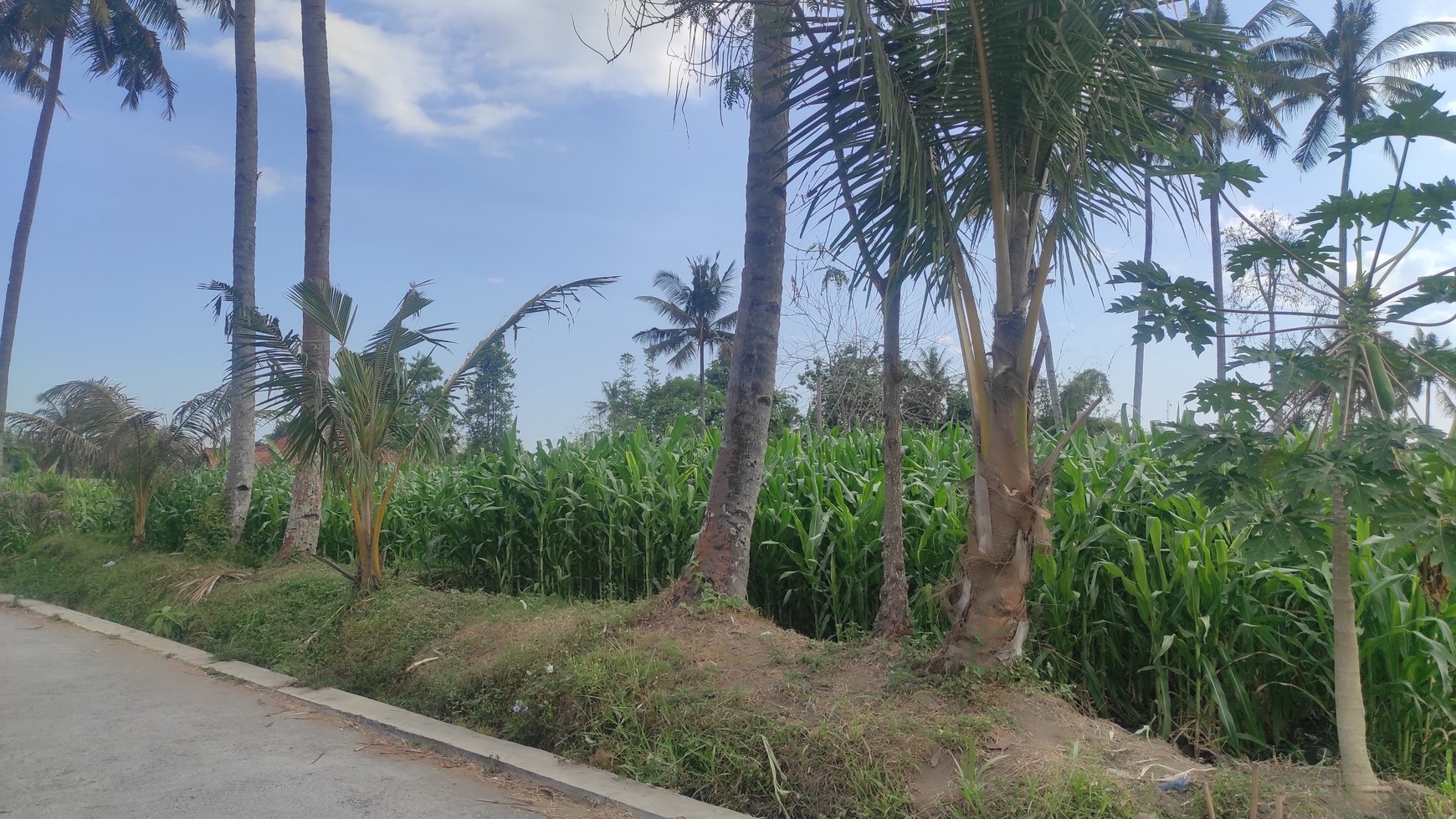 Tanah Luas 7.140 Meter Persegi SHM Lokasi Pakem Sleman Yogyakarta